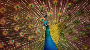 Hareket etme tavus kuşu