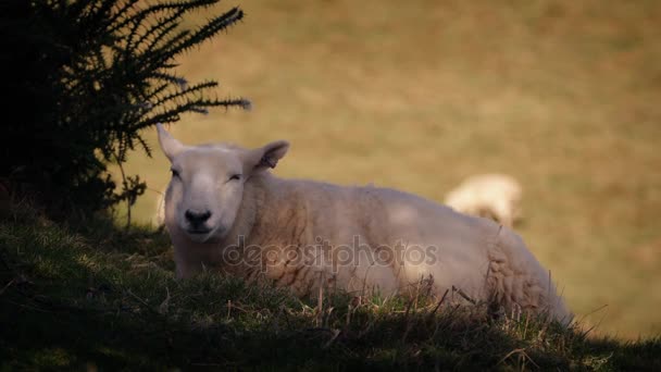 Ovce spočívá ve stínu na horký den — Stock video