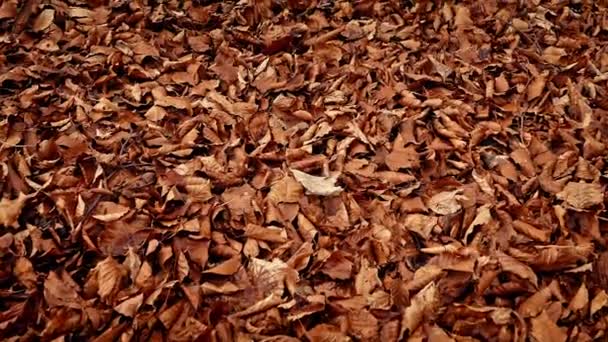Moviéndose sobre gruesa manta de hojas — Vídeo de stock