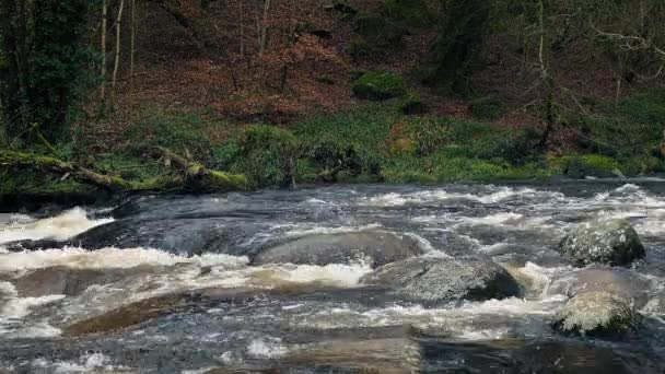 野生森林的河流 — 图库视频影像