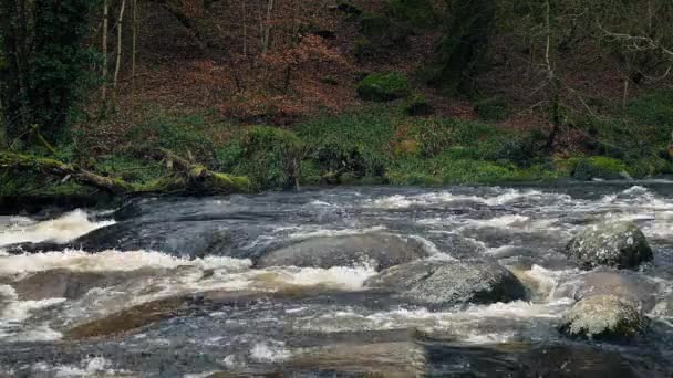 Fluss im wilden Wald — Stockvideo