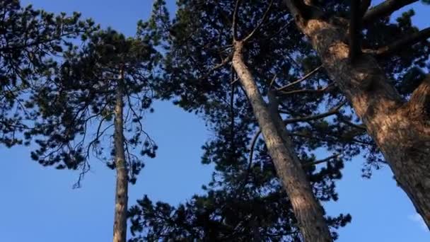 Höga träd flytta runt i stark vind — Stockvideo