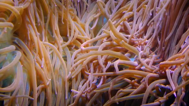 Масса коралловых трубок, движущихся вокруг — стоковое видео