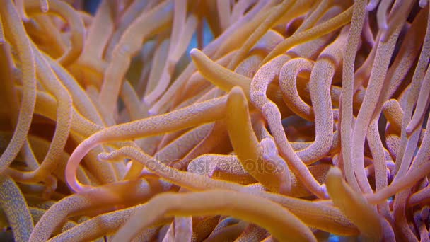 Tubos de coral coloridos na corrente — Vídeo de Stock