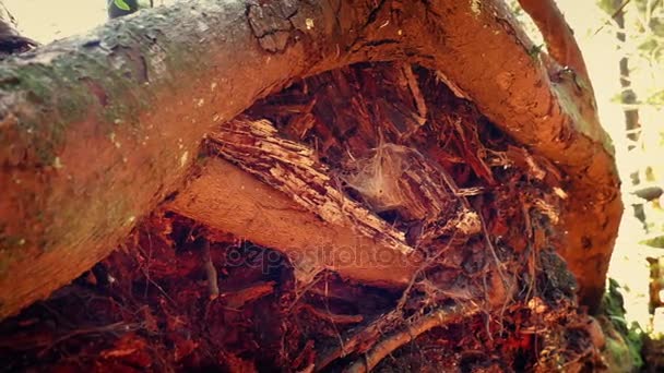 Переміщення минулого дерева коріння в сонячне сяйво — стокове відео
