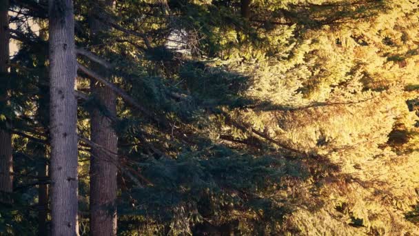 Les arbres attrapant le soleil le soir d'été — Video