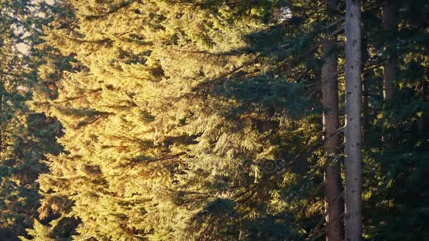 Лісові дерева в бризі сонячний вечір — стокове відео