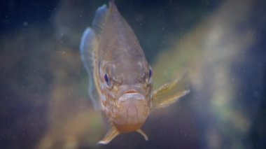 Tropikal balık sonra kapalı yüzer yüzer