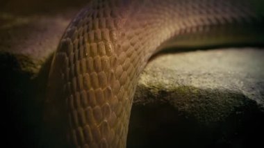 Çıkıntıya portre üzerinde kaymaya yılan