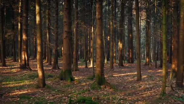 缓慢地穿越和平晚上森林 — 图库视频影像