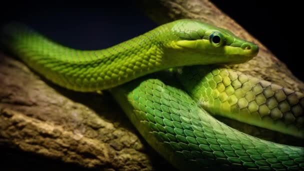 Serpiente verde del árbol en la selva — Vídeo de stock