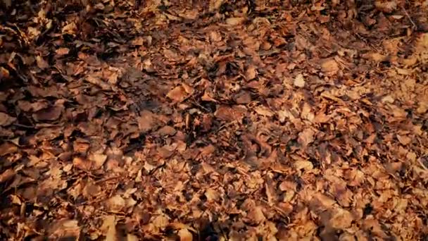 Moving Along Woodland Path With Leaves Blowing — Stock Video