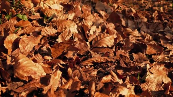 Las hojas de otoño crujientes que soplan en el viento — Vídeo de stock