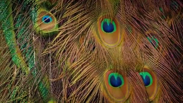 Peacock Eye Feathers Close up — стоковое видео