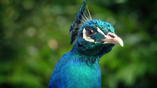 Peacock ser sig omkring och ankor närbild — Stockvideo