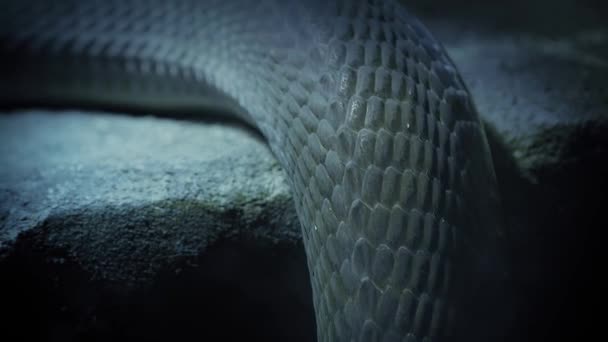 Serpente che si muove oltre il bordo della roccia — Video Stock