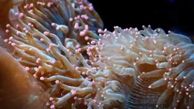 Mercan ile inanılmaz renkli sondaj yapmaya başladı