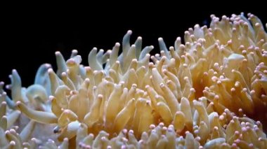 Renkli mercan Tentacles kütlesi