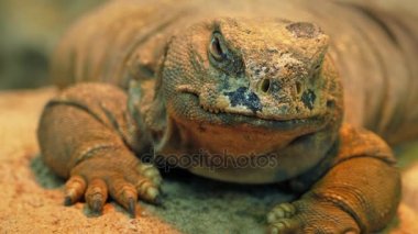 Çölde istirahat lizard