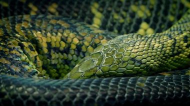 Yavaş yavaş nefes kıvrılmış yılan