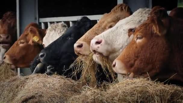 Fila de Vacas Masticando Paja Primer plano — Vídeos de Stock