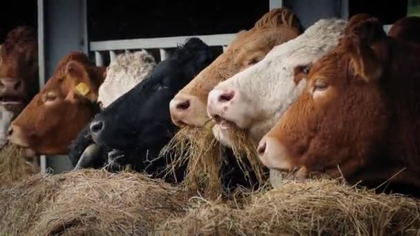 Reihe von Kühen, die Stroh kauen — Stockvideo