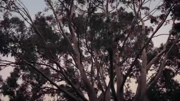 Eucalyptusbomen In Stormy Weather — Stockvideo