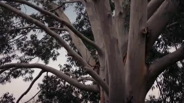 Australischer Eukalyptusbaum im Sturm — Stockvideo