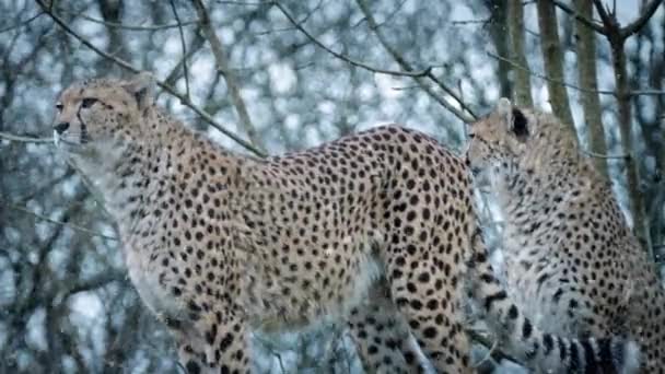 Пара гепардов в снегопаде — стоковое видео