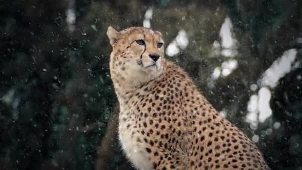 Cheetah i snöfall — Stockvideo