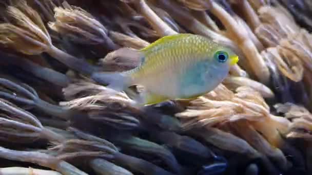 Годування риби на дрібних частинках коралом — стокове відео