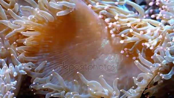 Criatura de recife de coral com tentáculos — Vídeo de Stock