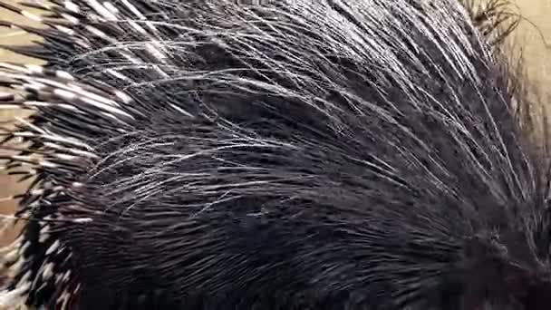 ヤマアラシの棘のクローズ アップ — ストック動画