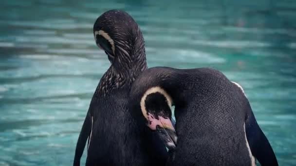 Пингвины, притворяющиеся у воды — стоковое видео