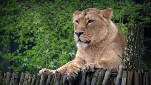 Львица смотрит вокруг в резерве — стоковое видео