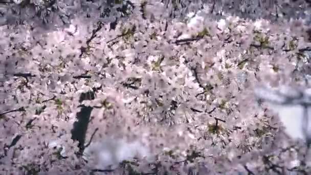 Bezpočet třešňových květů v jemný vánek — Stock video