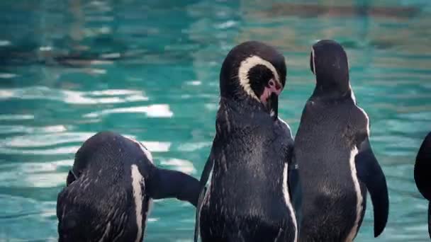 Pinguins no zoológico — Vídeo de Stock
