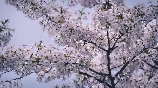 Hübsche Blüten an sonnigen Tagen — Stockvideo