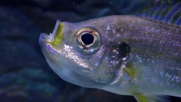 Primo piano dei pesci che inghiottono — Video Stock