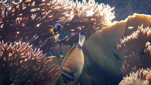 Bastante arrecife de coral con muchos peces nadando alrededor — Vídeo de stock