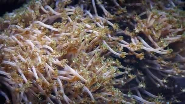 Coral con incontables pequeños acaparadores en la corriente oceánica — Vídeo de stock