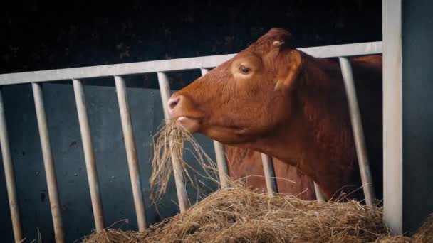 Vache dans le hangar manger de la paille — Video