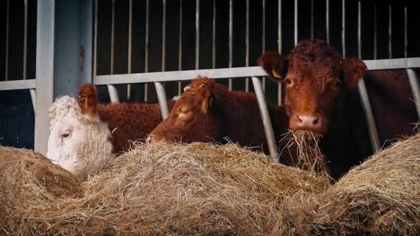 Коровы поедают сено — стоковое видео