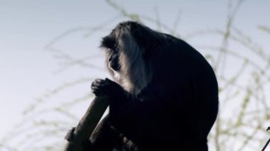 Makak maymunu dalı güneşin üzerinde