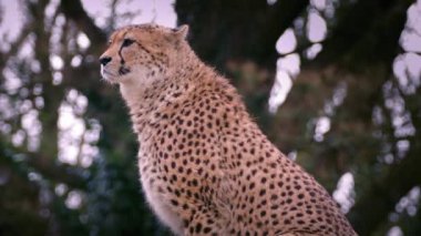 Cheetah güzel akşam ışık