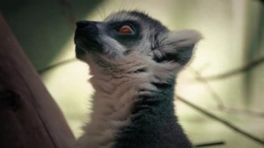 Lemur maymun çiğneme gıda