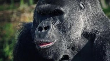 Goril yeme Up kameraya benziyor