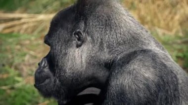 Goril çiğneme gıda alır ve bırakır