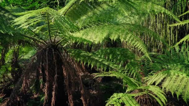 D'énormes fougères tropicales au soleil — Video