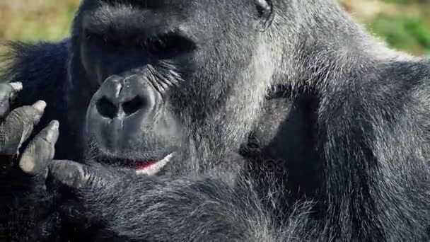 Silverback Gorilla jedzenie z jego rąk — Wideo stockowe